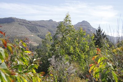 Acacia falciformis, photographed by Tony Rebelo