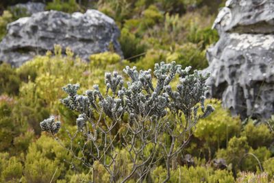 Xiphotheca fruticosa, photographed by Tony Rebelo