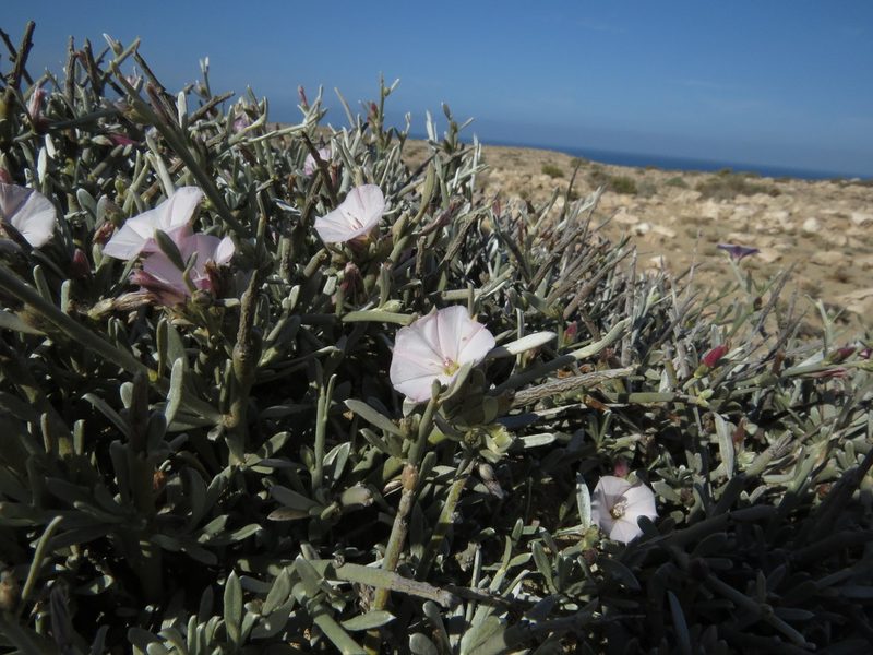 Convolvulus caput-medusae, photographed by Marcelo Cabrera