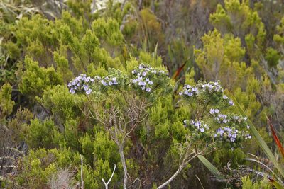 Psoralea aculeata, photographed by Tony Rebelo