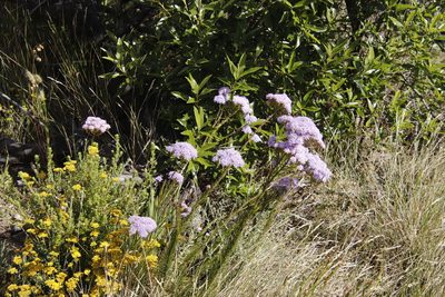 Pseudoselago spuria, photographed by Tony Rebelo