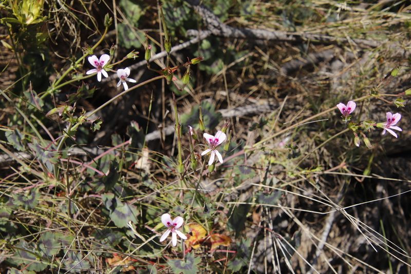 Pelargonium tabulare, photographed by Tony Rebelo