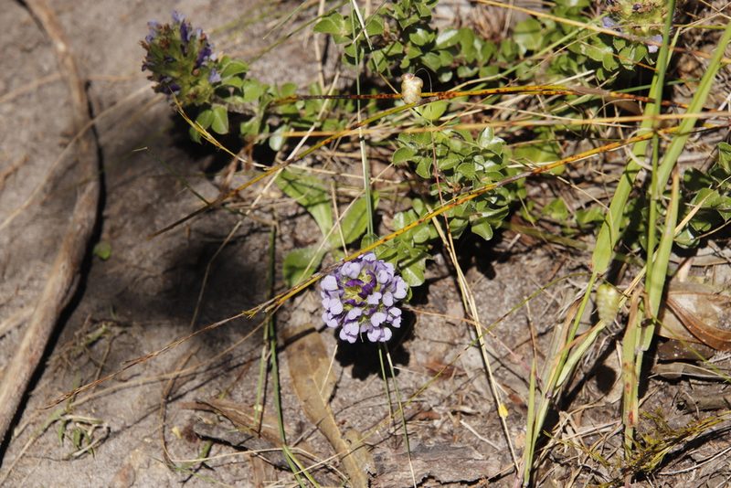 Psoralea fruticans, photographed by Tony Rebelo