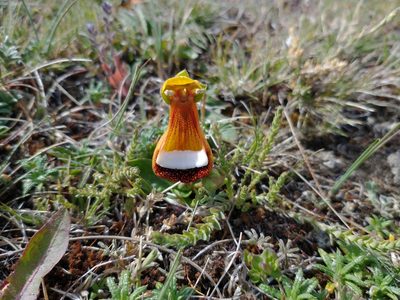 Calceolaria uniflora, photographed by Tabaré Barreto