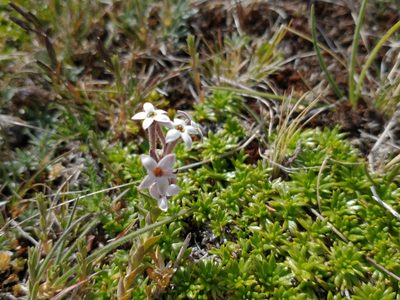 Arjona patagonica, photographed by Tabaré Barreto