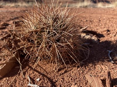 Sclerocactus parviflorus, photographed by Caleb Catto