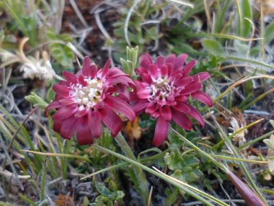 Leucheria purpurea, photographed by Tabaré Barreto