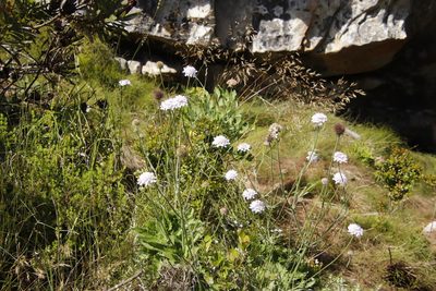 Scabiosa africana, photographed by Tony Rebelo