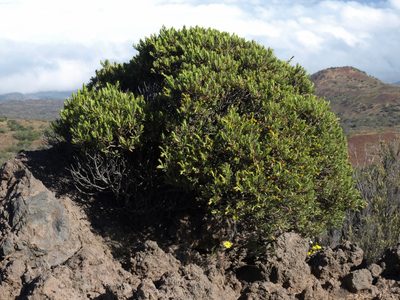 Dubautia ciliolata, photographed by Jim Morefield