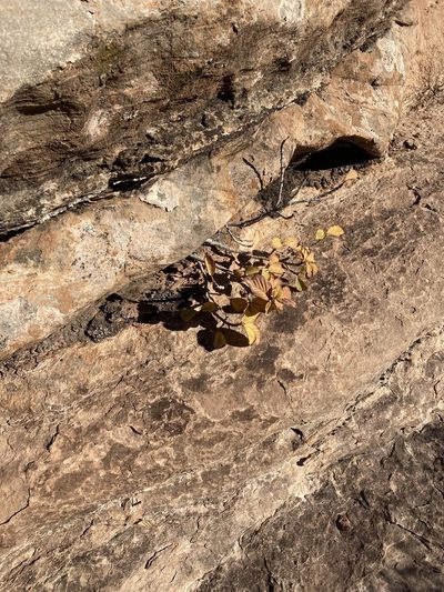 Frangula obovata, photographed by Caleb Catto