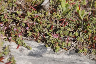 Indigofera sarmentosa, photographed by Tony Rebelo