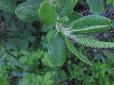 Escallonia pulverulenta, photographed by Bruno Avilez