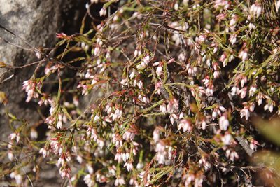Erica equisetifolia, photographed by Tony Rebelo