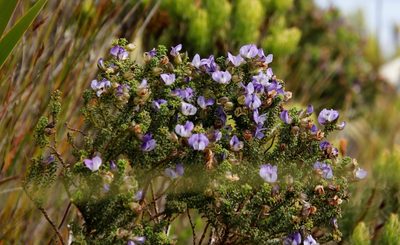 Psoralea aculeata, photographed by Tony Rebelo