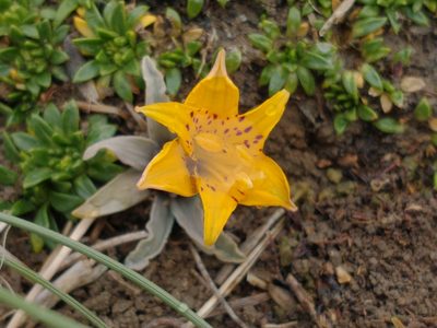 Alstroemeria patagonica, photographed by Tabaré Barreto