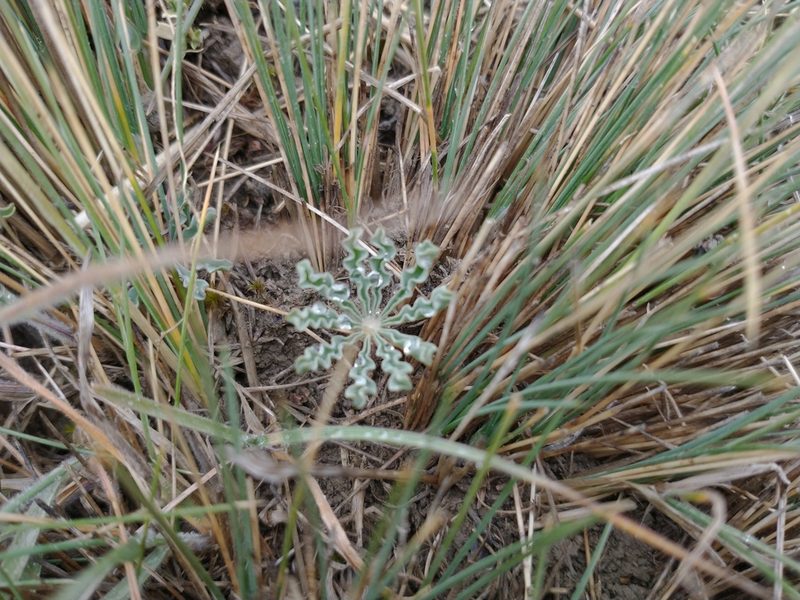 Oxalis laciniata, photographed by Tabaré Barreto