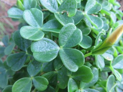 Oxalis mirbelii, photographed by Bruno Avilez