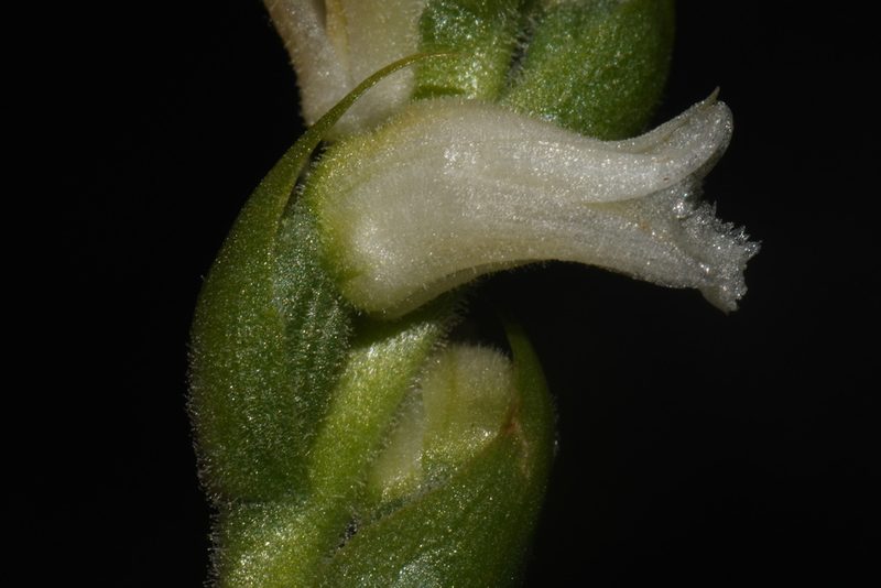 Spiranthes ochroleuca, photographed by Brian Finzel