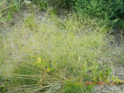 Gypsophila perfoliata, photographed by Galyna Mykytynets