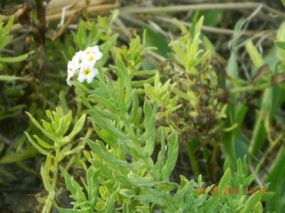 Tournefortia sibirica, photographed by Galyna Mykytynets