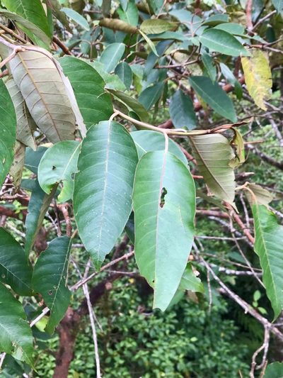 Vismia baccifera, photographed by Rose Zappa