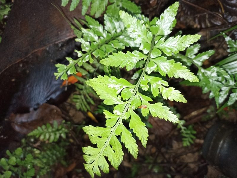 Asplenium lamprophyllum, photographed by Oscar Dove