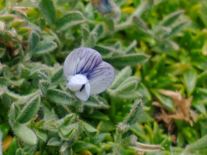 Vicia magellanica, photographed by Tabaré Barreto