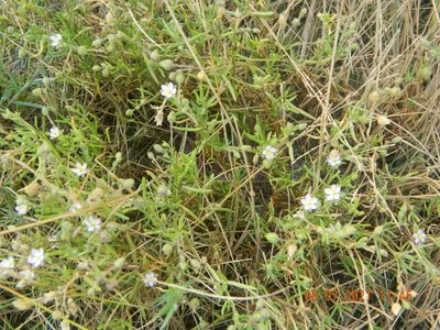 Spergularia media, photographed by Galyna Mykytynets