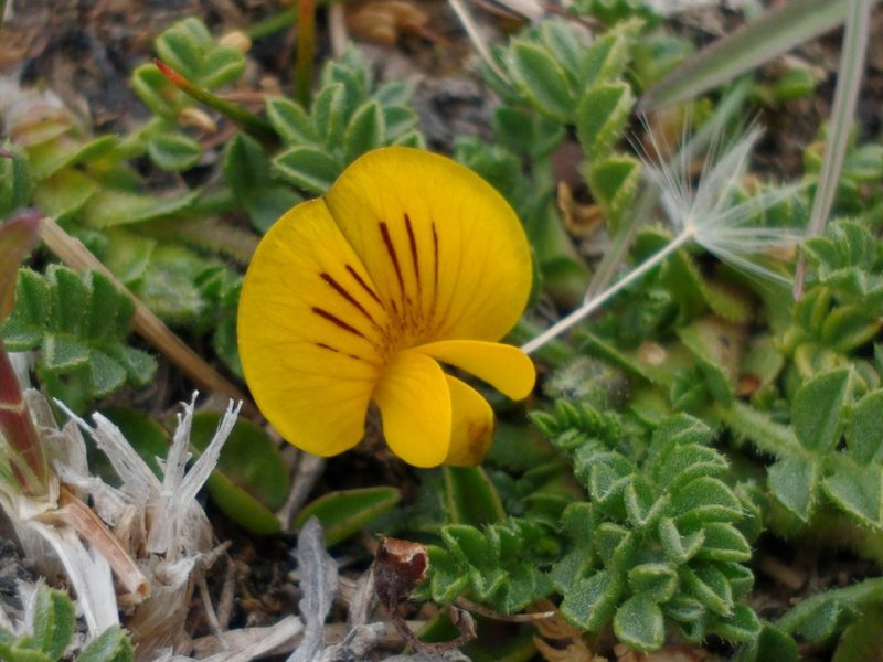 Adesmia pumila, photographed by Tabaré Barreto