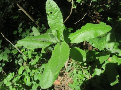 Acrisione denticulata, photographed by Bruno Avilez