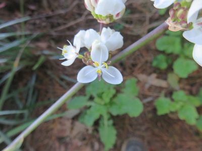 Libertia chilensis, photographed by Bruno Avilez