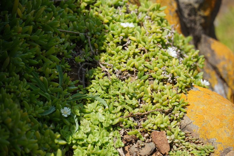 Delosperma peglerae, photographed by Matthew Fainman