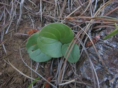 Dioscorea humifusa, photographed by Bruno Avilez