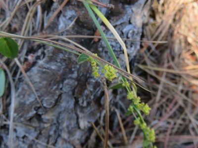 Dioscorea humifusa, photographed by Bruno Avilez