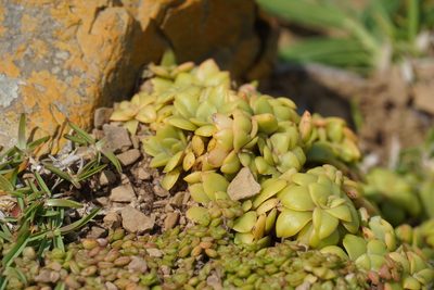 Crassula orbicularis, photographed by Matthew Fainman