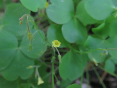 Oxalis laxa, photographed by Bruno Avilez