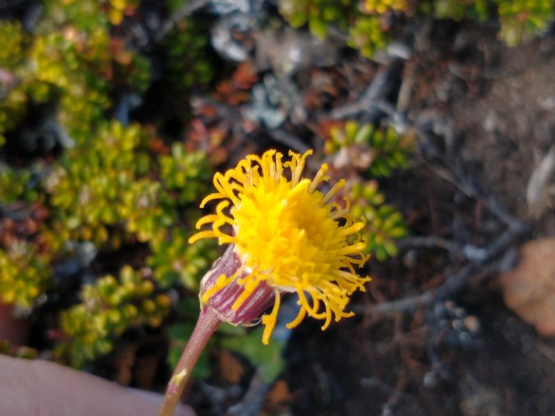 Senecio kingii, photographed by Tabaré Barreto