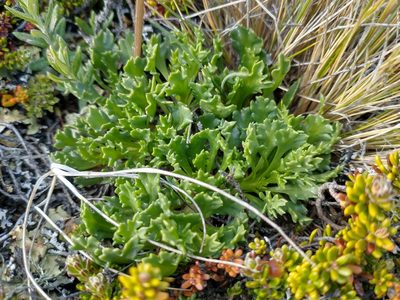 Senecio kingii, photographed by Tabaré Barreto