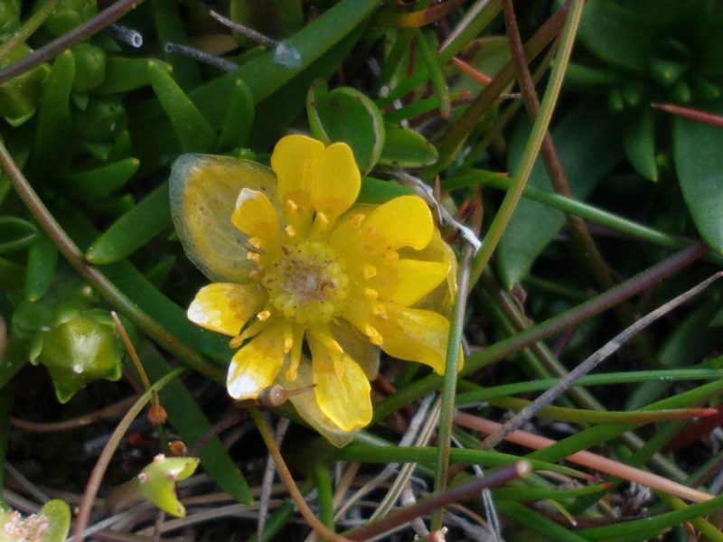 Halerpestes uniflora, photographed by Tabaré Barreto