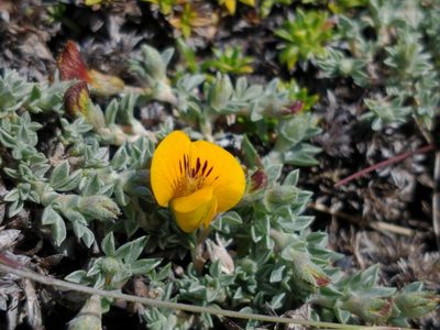 Adesmia lotoides