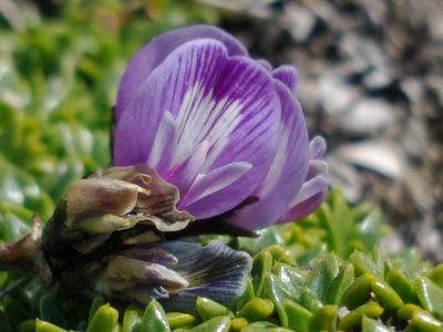 Astragalus palenae, photographed by Tabaré Barreto