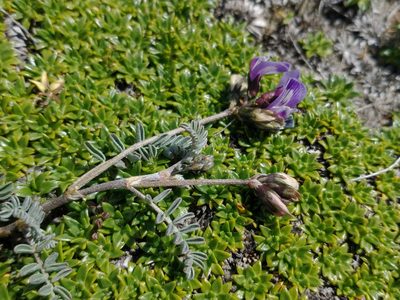 Astragalus palenae, photographed by Tabaré Barreto