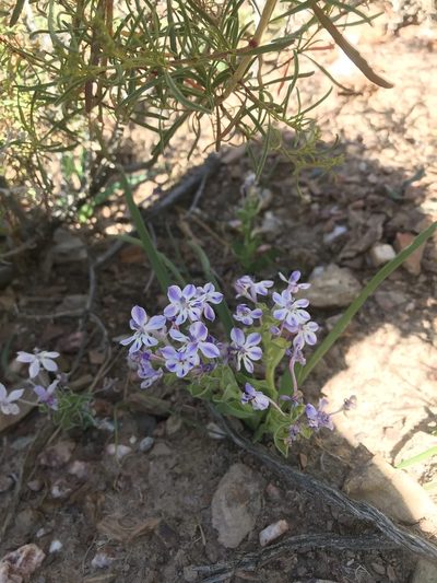 Lapeirousia pyramidalis, photographed by Ren Hoekstra