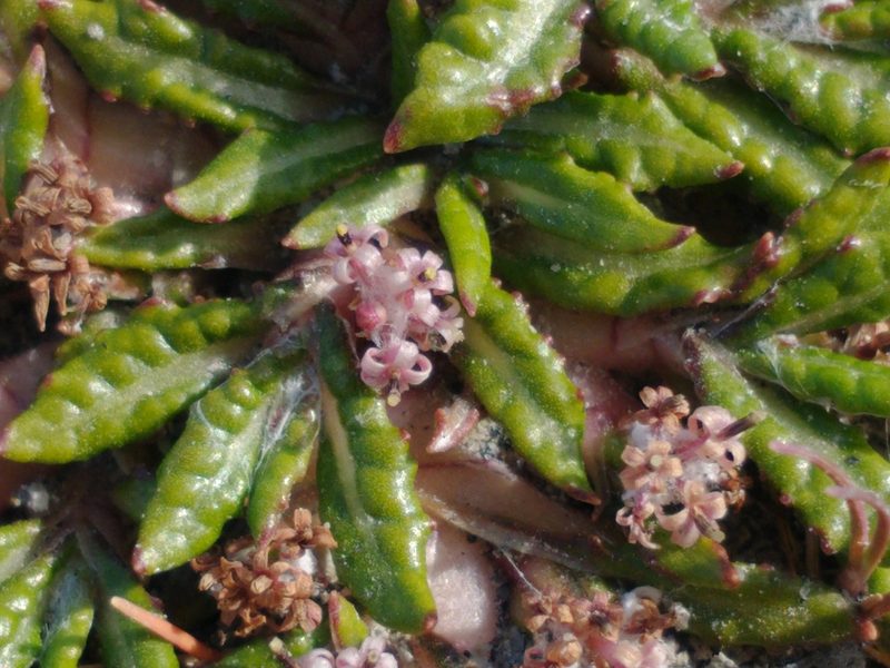 Eriachaenium magellanicum, photographed by Tabaré Barreto