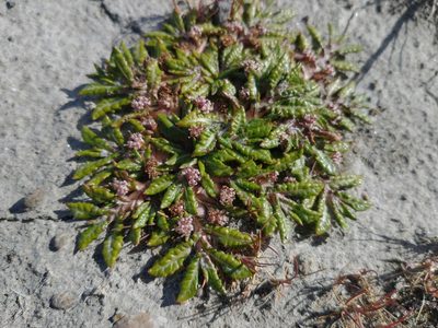 Eriachaenium magellanicum, photographed by Tabaré Barreto