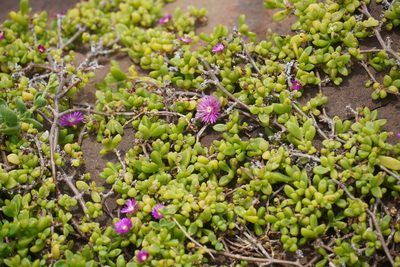 Delosperma peglerae, photographed by Matthew Fainman