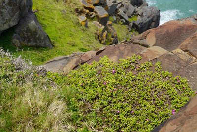 Delosperma peglerae, photographed by Matthew Fainman