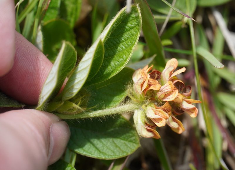 Eriosema acuminatum, photographed by Matthew Fainman