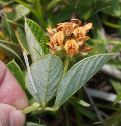 Eriosema acuminatum, photographed by Matthew Fainman