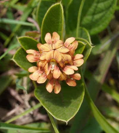 Eriosema acuminatum, photographed by Matthew Fainman